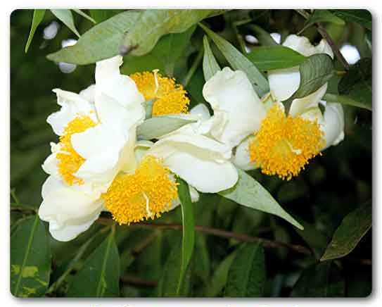  Tripura State flower, Indian rose chestnut, Mesua ferrea